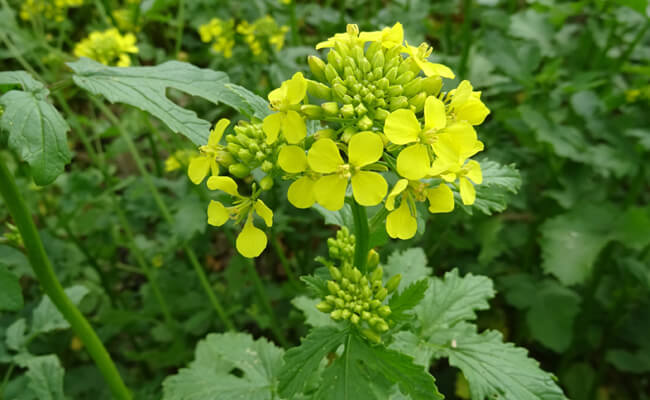 la-moutarde-blanche-une-cipan-vigoureuse-qui-structure-le-sol